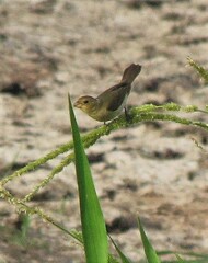 Sporophila lineola