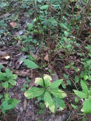 Sanicula canadensis