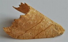 Drepana bilineata