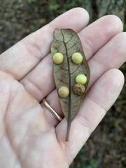Belonocnema treatae