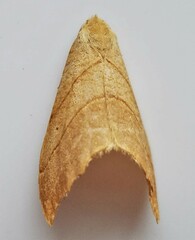 Drepana bilineata