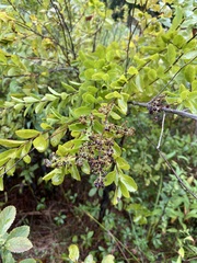 Spiraea alba