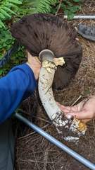 Agaricus
