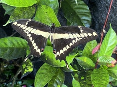 Papilionini