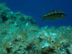 Thalassoma pavo