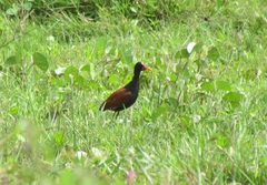 Jacana jacana