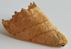 Drepana bilineata
