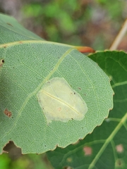 Stigmella salicis