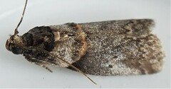 Acrobasis caryae