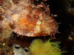 Scorpaena maderensis