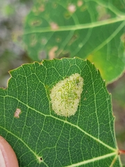 Stigmella salicis