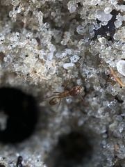 Dorymyrmex bureni