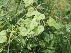 Passiflora vesicaria
