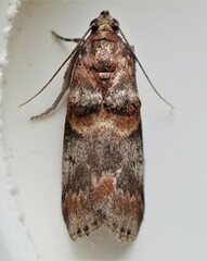 Acrobasis angusella