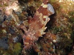 Scorpaena maderensis
