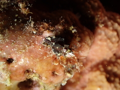 Neogastropoda