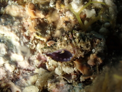 Neogastropoda