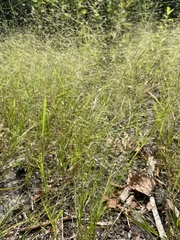 Eragrostis pectinacea