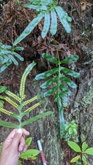Polypodium scouleri