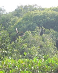 Cathartes burrovianus