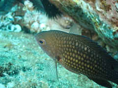 Chromis chromis
