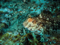 Parablennius pilicornis