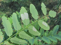 Macrosaccus robiniella