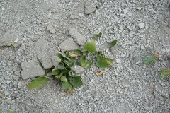Viola ambigua