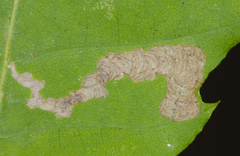 Coptotriche castaneaeella