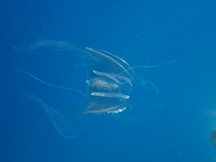 Leucothea multicornis