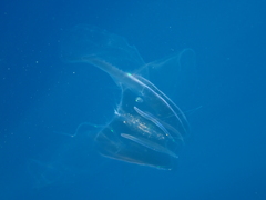 Leucothea multicornis