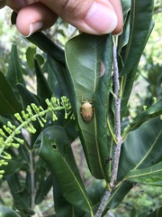 Agapophyta bipunctata