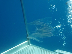 Leucothea multicornis