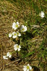 Cerastium alpinum