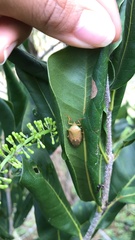 Agapophyta bipunctata