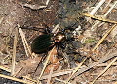 Carabus lineatus