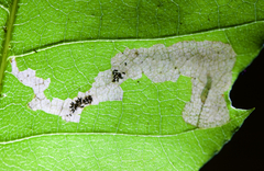 Coptotriche castaneaeella