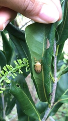 Agapophyta bipunctata