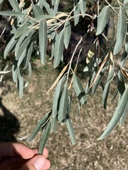 Elaeagnus angustifolia