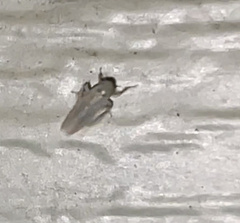 Graminella nigrifrons