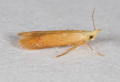 Coptotriche castaneaeella