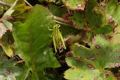 Euthystira brachyptera