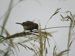 Sporophila nigricollis