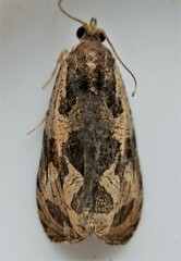 Olethreutes nigranum