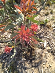 Protea caffra caffra