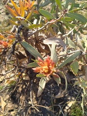 Protea caffra caffra