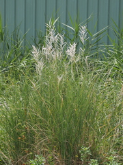 Saccharum spontaneum