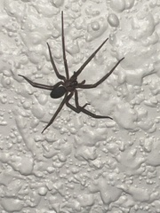 Loxosceles reclusa