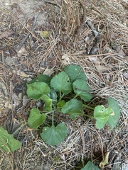 Viola pubescens