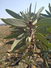 Protea caffra caffra